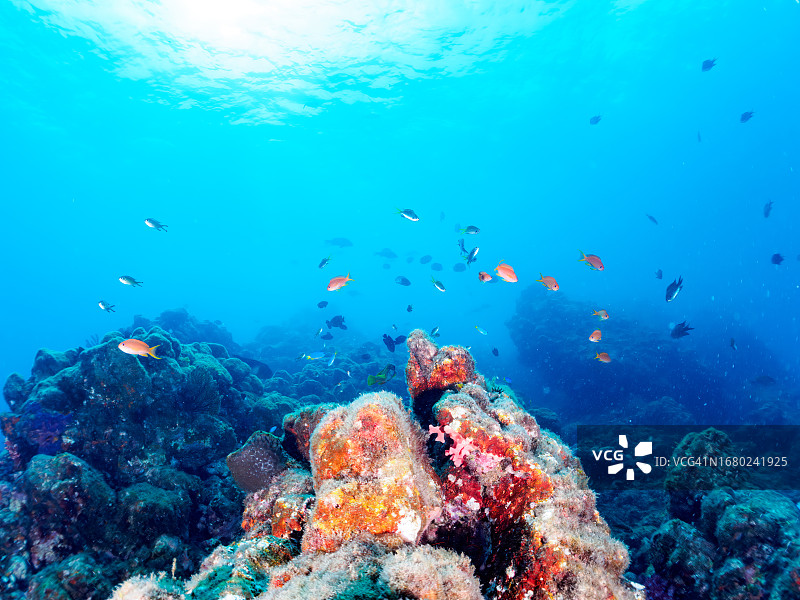 美丽的软珊瑚和红线金鱼图片素材