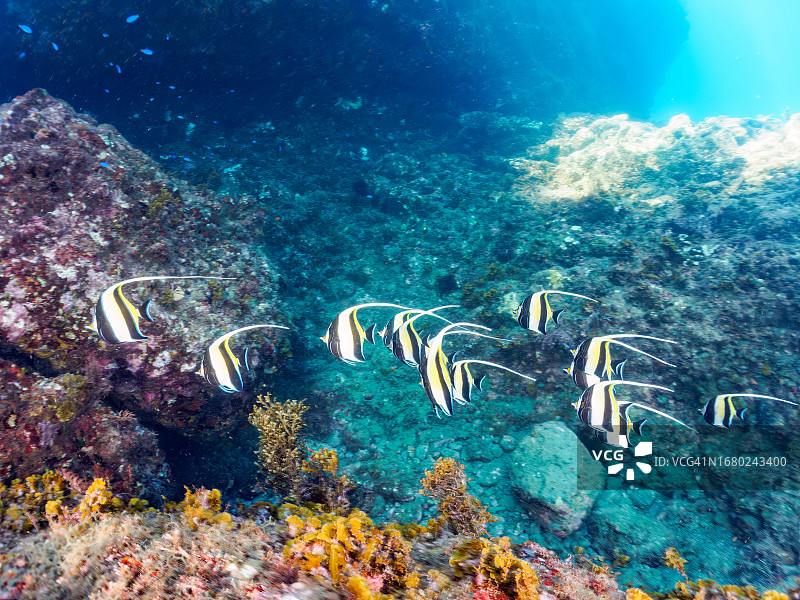 神仙鱼鱼群，摄于日本静冈县伊豆半岛南伊豆中木HRIZO海滩图片素材