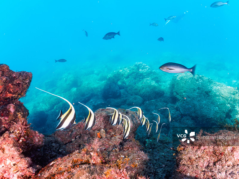 神仙鱼鱼群，摄于日本静冈县伊豆半岛南伊豆中木HRIZO海滩图片素材