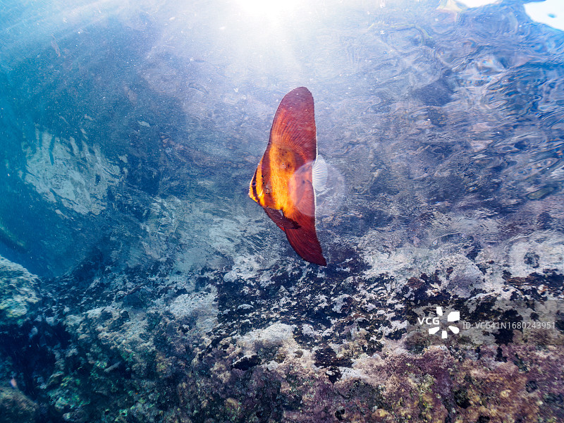 美丽水面上的神秘圆蝙蝠鱼幼鱼，日本静冈县伊豆半岛图片素材