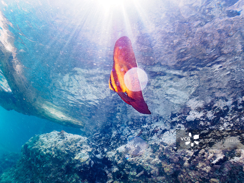 美丽水面上的神秘圆蝙蝠鱼幼鱼，日本静冈县伊豆半岛图片素材