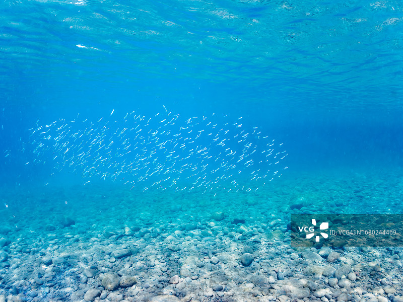 伊豆半岛的蓝色海洋落差和银条鲱鱼群图片素材