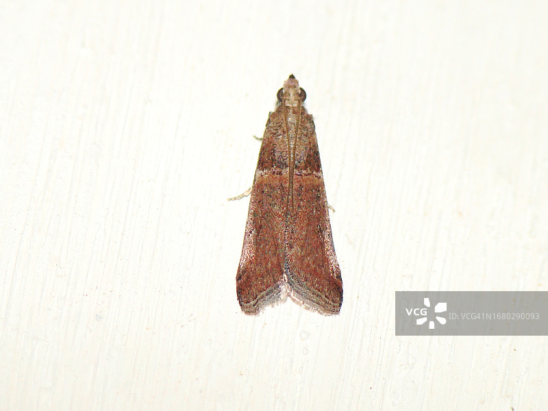 蛾（Acrobasis bithynella）图片素材