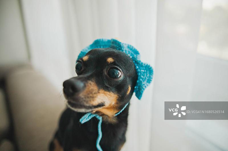 戴着蓝色钩针帽的可爱黑色迷你杜宾犬图片素材
