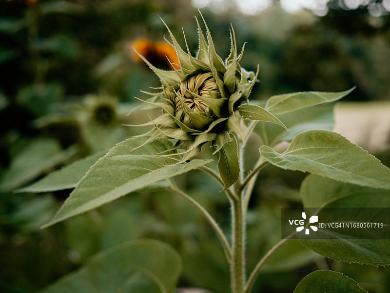高耸的向日葵图片素材