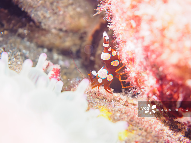 海葵中的美丽性感虾图片素材