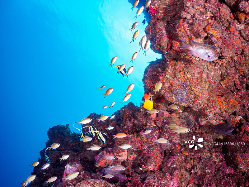 静冈县伊豆半岛入江沙滩的摩尔偶像鱼、黄鼻蝴蝶鱼及其它鱼群与大型软珊瑚图片素材