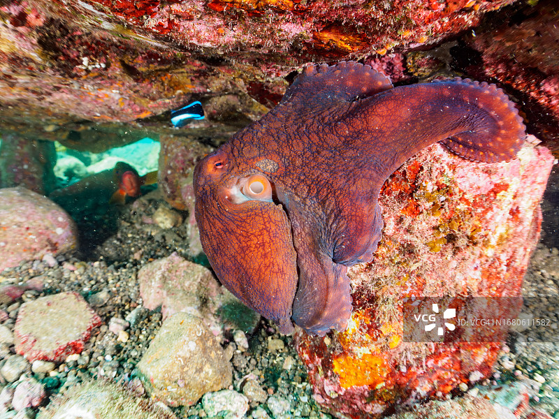 美丽的大蓝章鱼。日本静冈县伊豆半岛图片素材