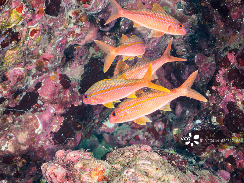 水下洞穴中美丽的黄鳍山羊鱼及其他鱼类。日本静冈县贺茂郡南伊豆中木比里佐海滩，摄于2023年9月10日。图片素材