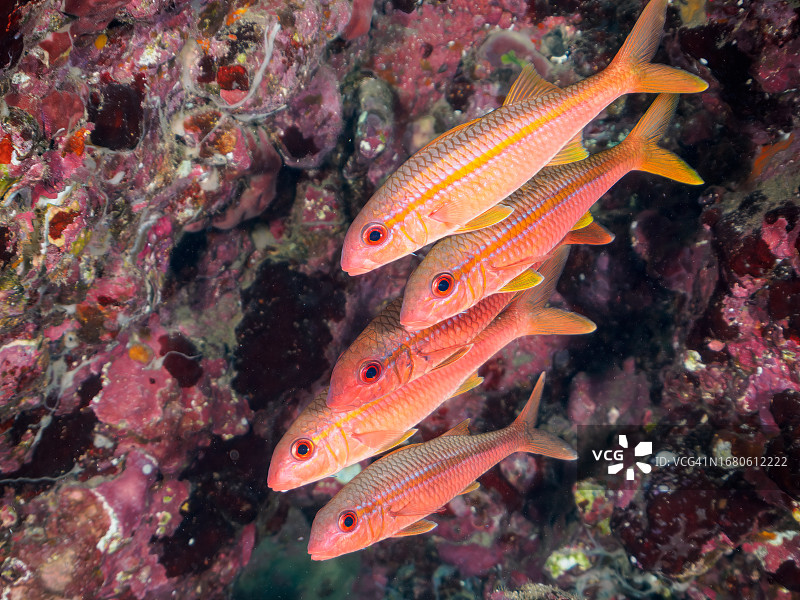 水下洞穴中美丽的黄鳍山羊鱼及其他鱼类。日本静冈县贺茂郡南伊豆中木比里佐海滩，摄于2023年9月10日。图片素材