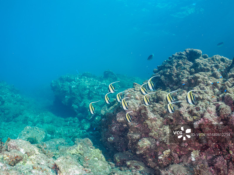 美丽的莫氏偶象鱼和黑鳍石斑鱼等鱼群图片素材