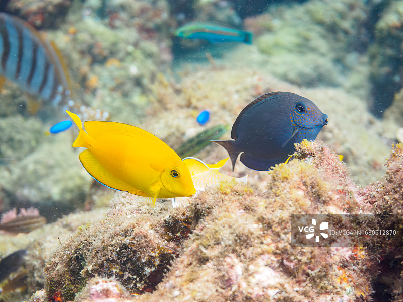日本静冈县南伊豆中木日丽沙海滩的可爱日出蝶鱼和幼年刺尾鱼群图片素材