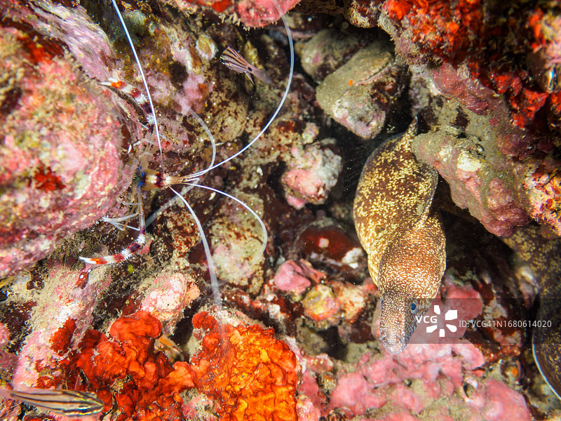 日本伊豆半岛海洞中的大海鳝和美丽的清洁虾图片素材
