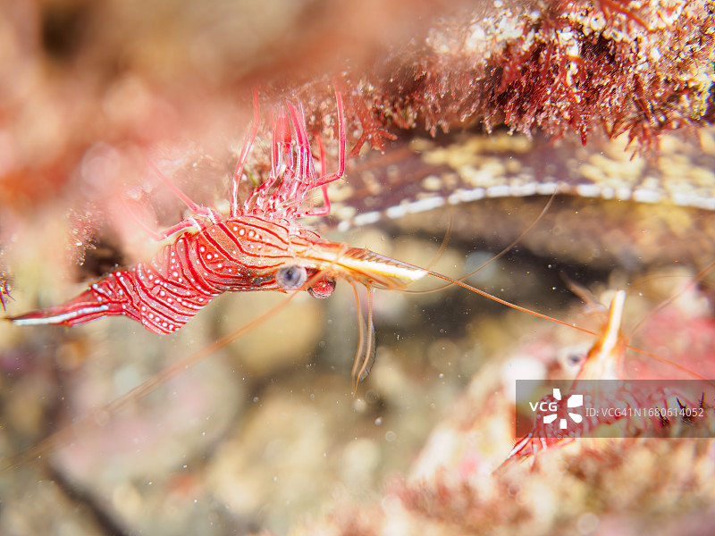 日本静冈县南伊豆海中洞穴中的清洁虾水下摄影图片素材