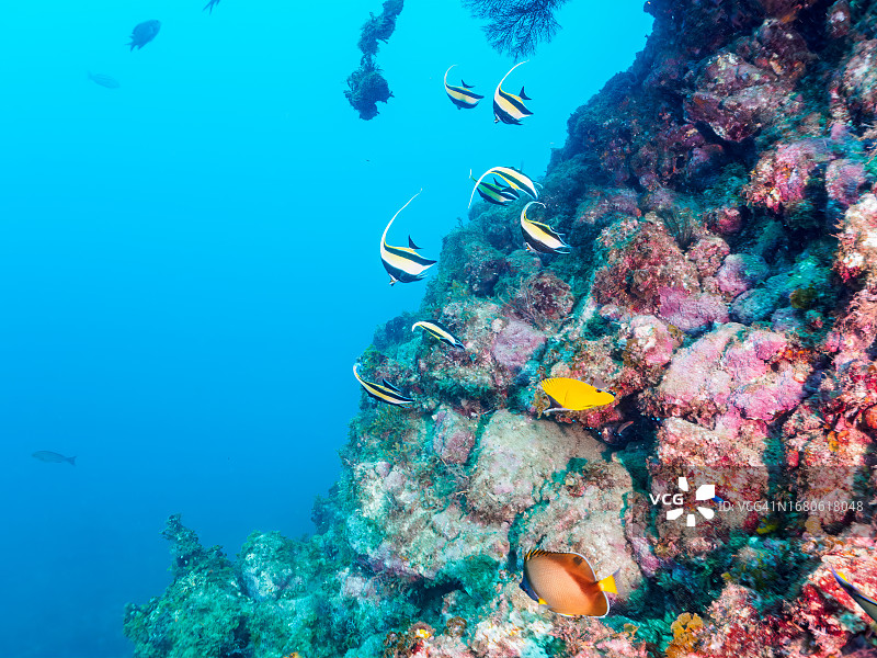 静冈县伊豆半岛入江沙滩的摩尔偶像鱼、黄鼻蝴蝶鱼及其它鱼群与大型软珊瑚图片素材