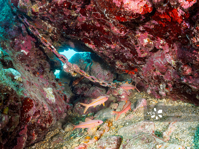 黄鳍山羊鱼和其他鱼类在水下洞穴中群游，日本静冈县伊豆半岛图片素材