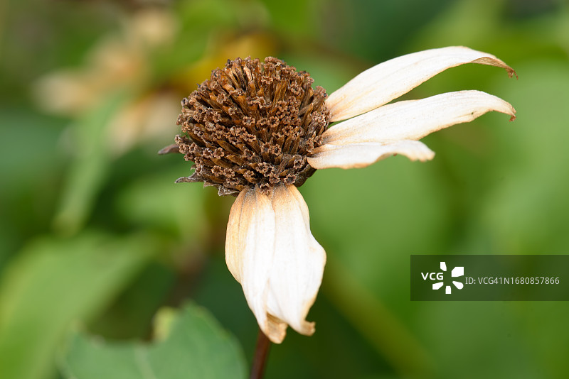 枯萎的花朵图片素材