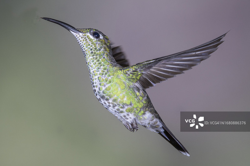 飞行中的绿冠辉蜂鸟（雌性）图片素材