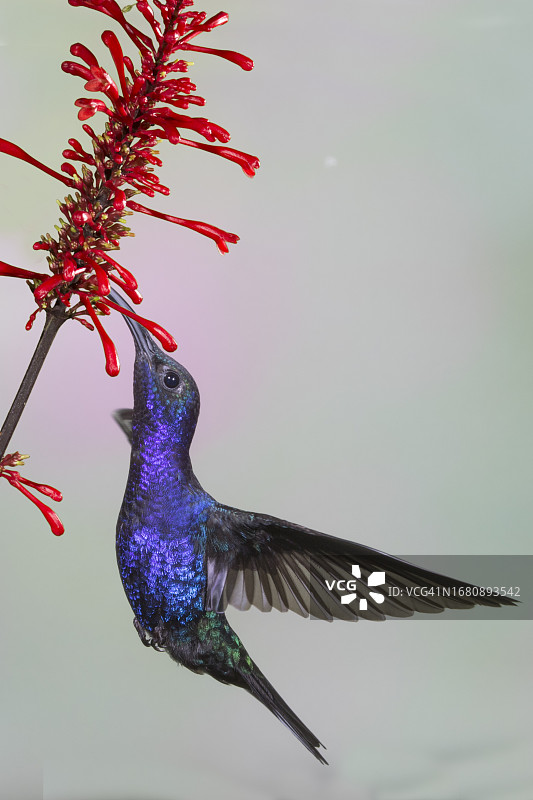 紫军刀翅蜂鸟在花朵上采食图片素材