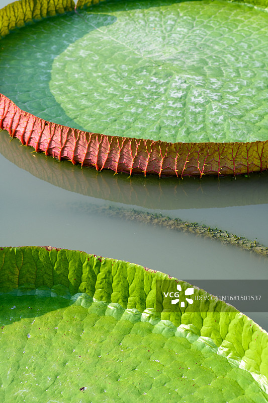 亚马逊王莲图片素材