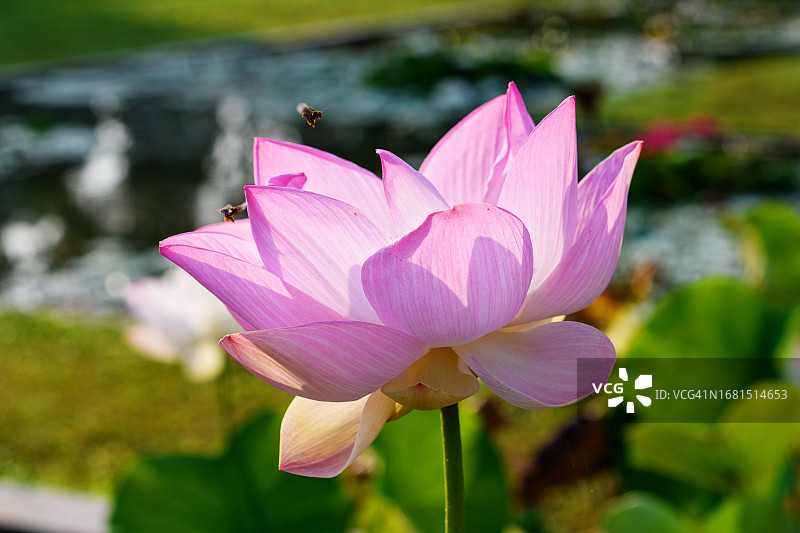 逆光下的荷花图片素材