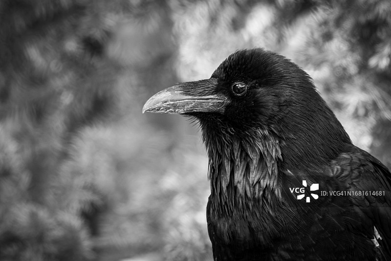 乌鸦头部特写图片素材