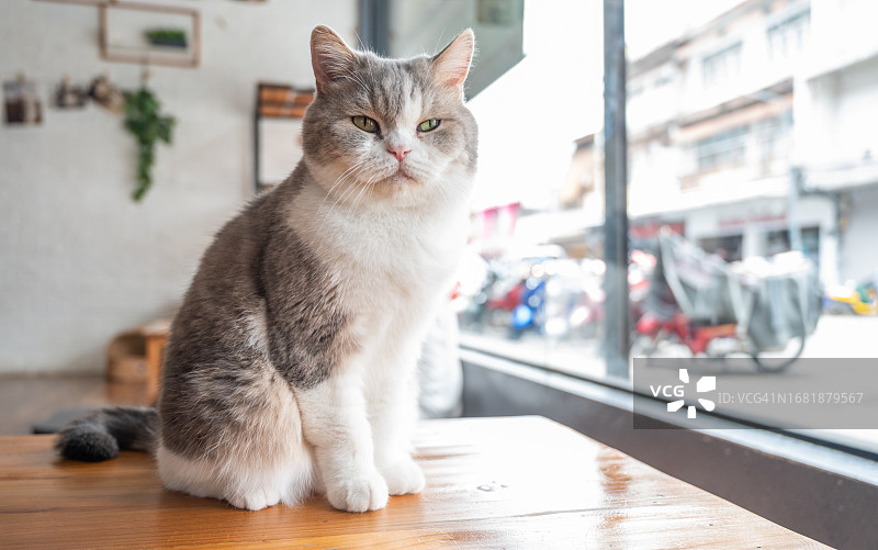 肥胖的猫咪在人类家中的木桌上放松图片素材