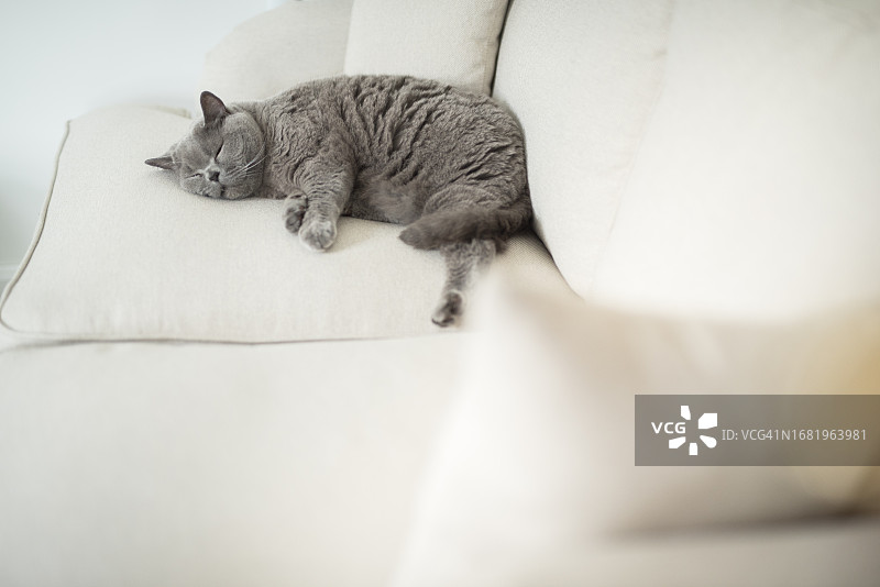 英国苏格兰爱丁堡：一只灰色英国短毛猫优雅地躺在白色沙发上图片素材