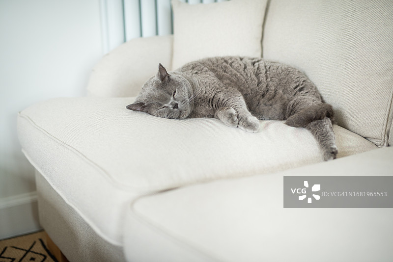 优雅的英国短毛猫以非常舒适的方式躺在米色沙发边缘，伸展双腿，位于英国苏格兰爱丁堡的一所房子里图片素材