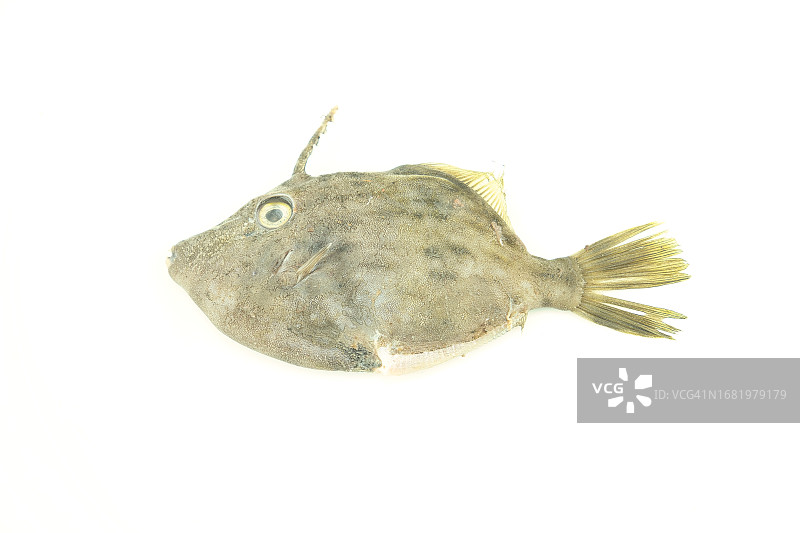 单角革鲀图片素材