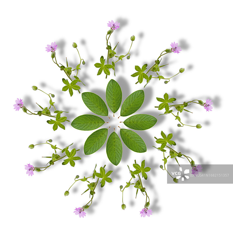 白色背景上带有阴影的圆形粉色花朵与绿叶图片素材