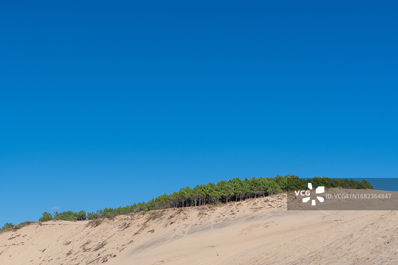 阿基坦法国皮拉沙丘顶部的海滨树林图片素材