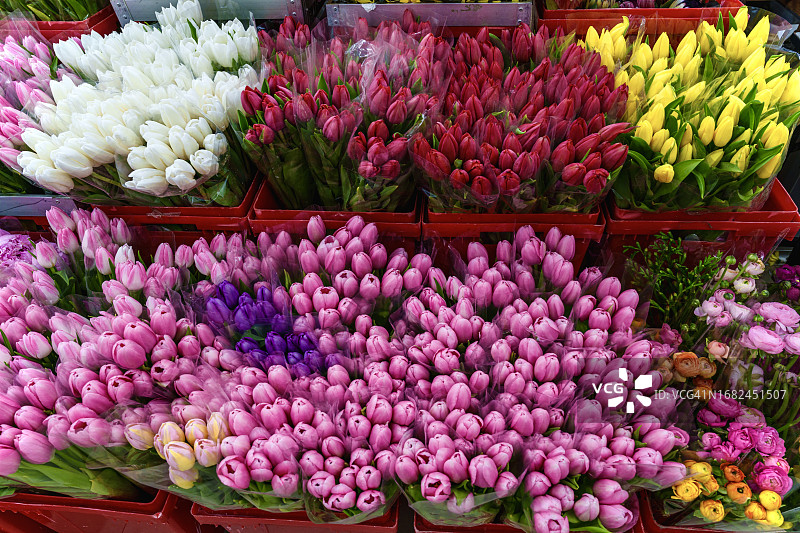 德国纽伦堡花卉市场鲜花特写图片素材