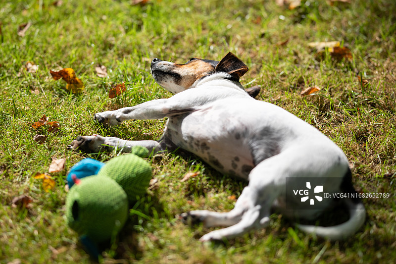 昏昏欲睡的杰克罗素宠物犬图片素材