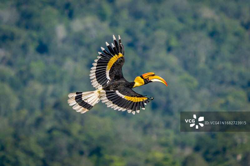 在绿色背景上飞翔的大犀鸟图片素材