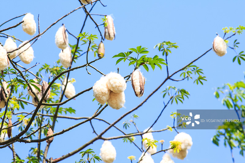 木棉树枝和去皮的白色果实图片素材