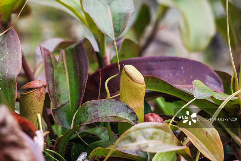 低地食肉细长猪笼草图片素材