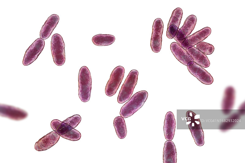 气单胞菌插画图片素材