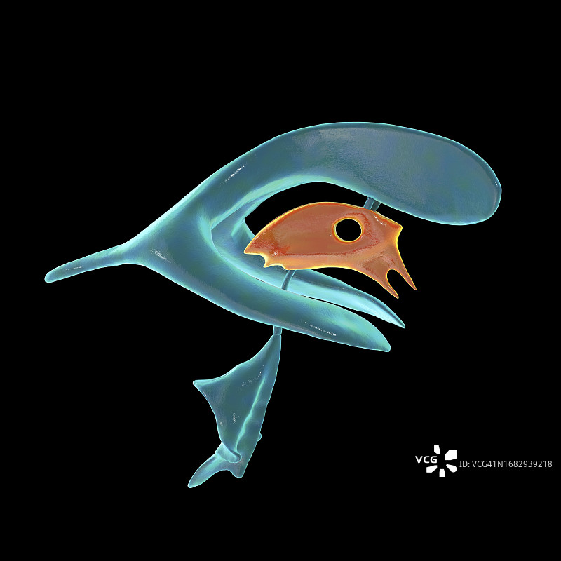 第三脑室图示图片素材