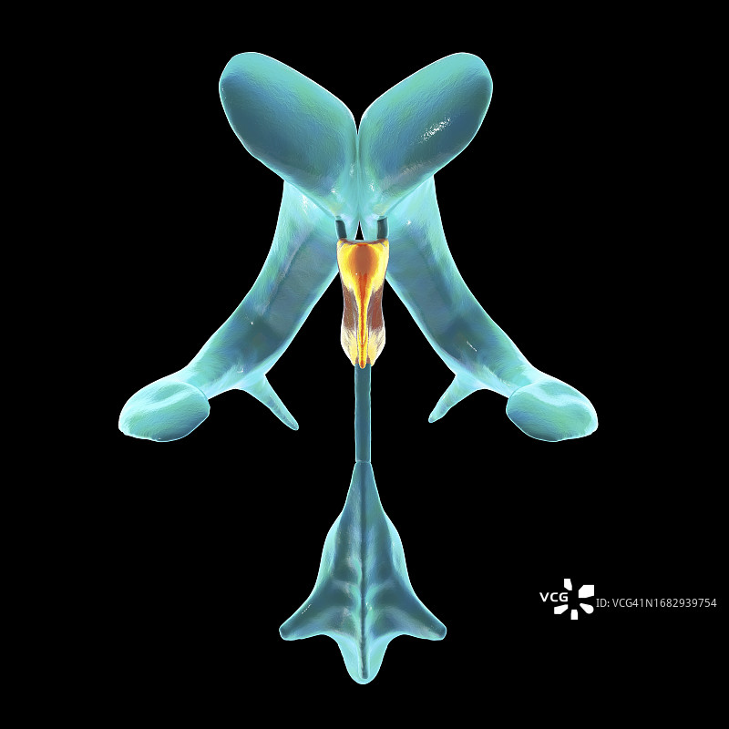 第三脑室图示图片素材