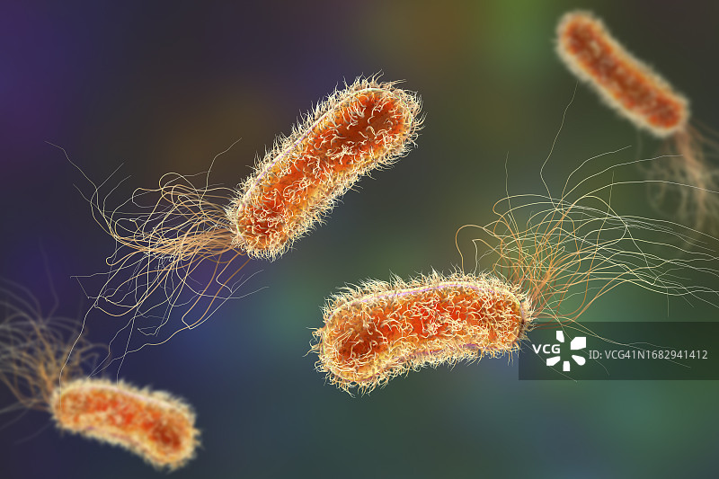 铜绿假单胞菌细菌，图示图片素材