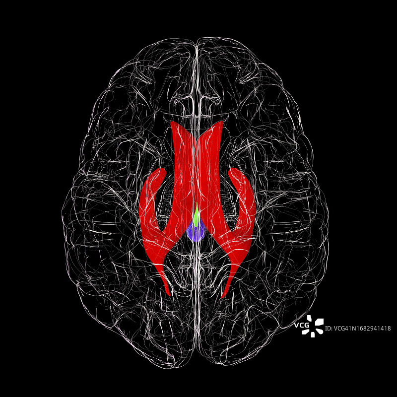 脑室系统图示图片素材