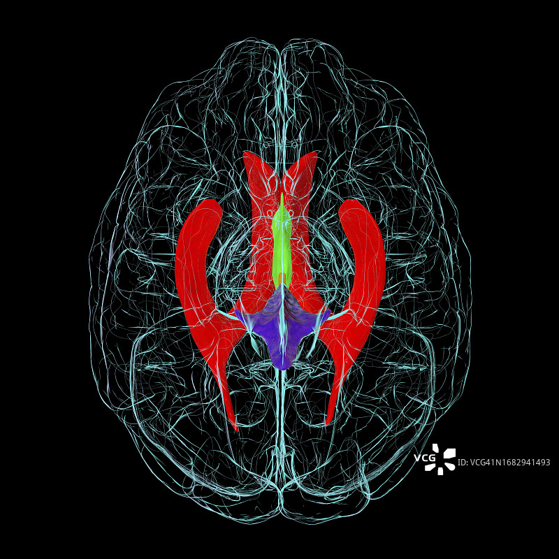 脑室系统图示图片素材