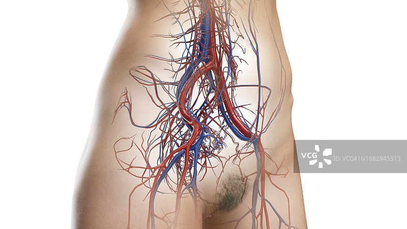 腹部和骨盆循环系统示意图图片素材