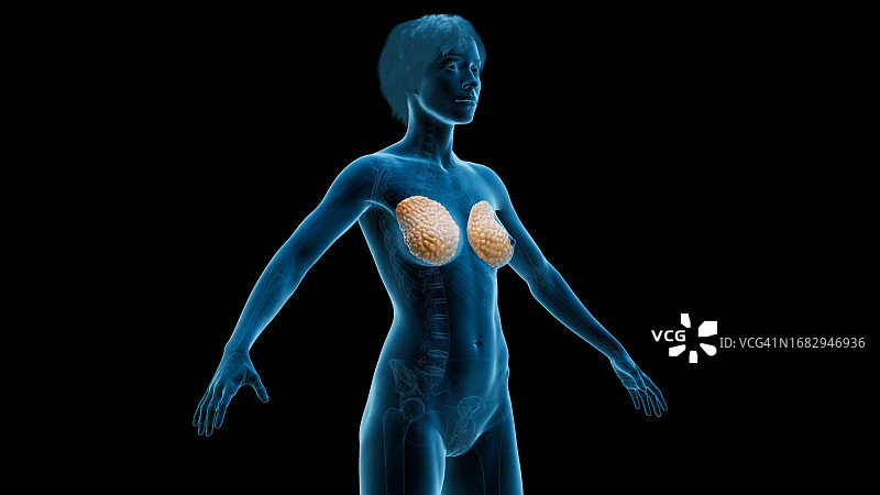 乳腺组织图图片素材