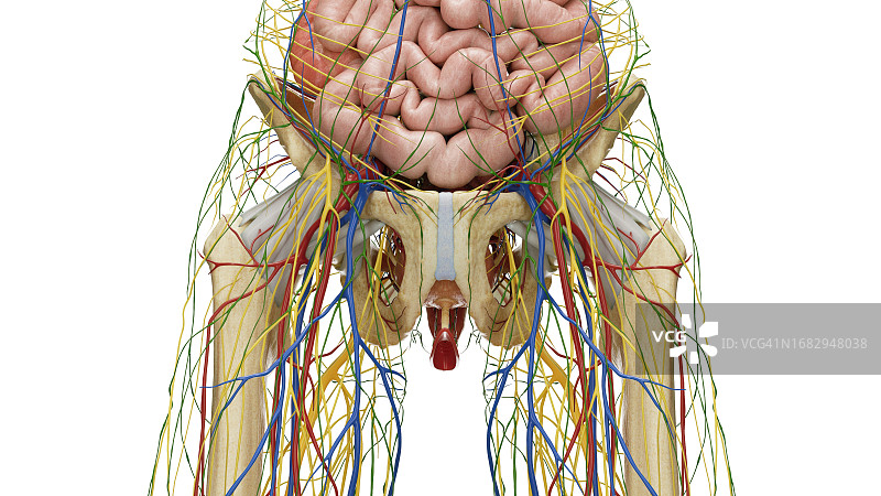 腹部和骨盆器官插图图片素材
