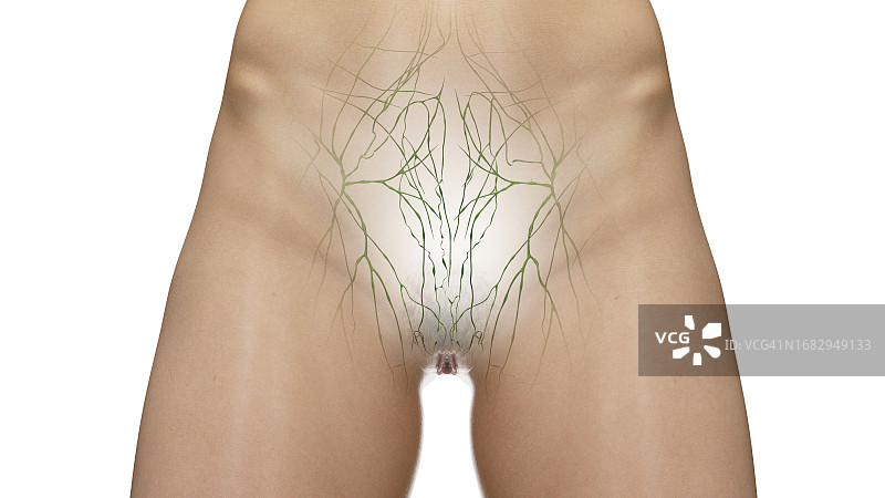 腹部和骨盆淋巴管插图图片素材