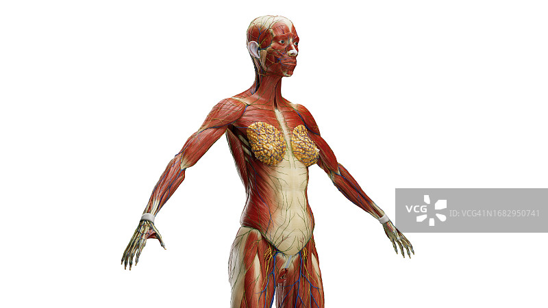 肌肉组织图图片素材