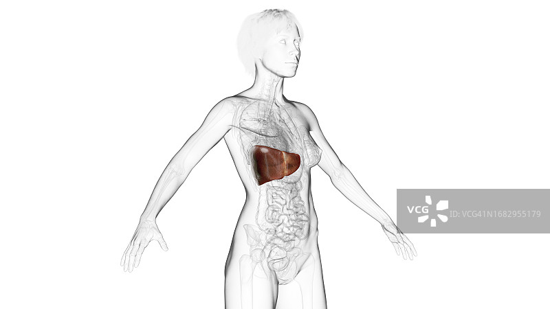 肝、插图图片素材
