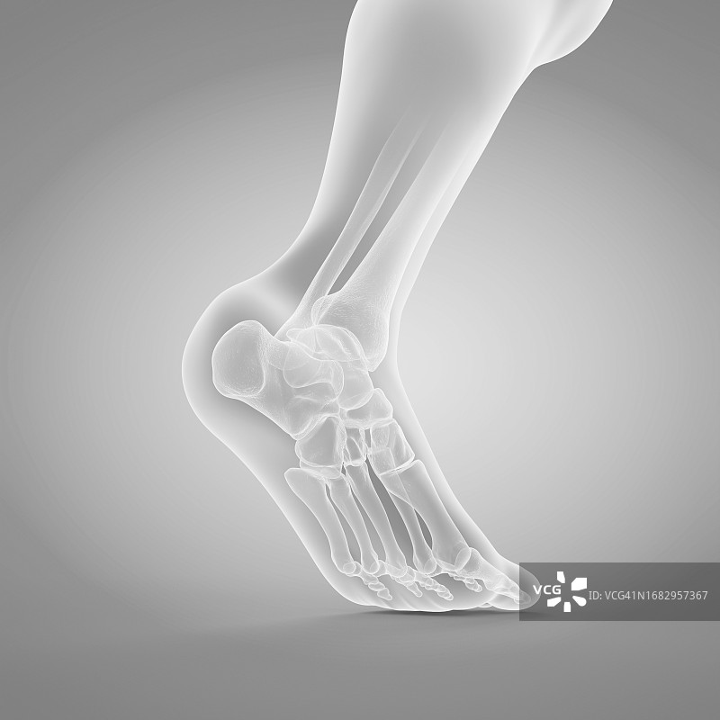 足部骨骼插图图片素材